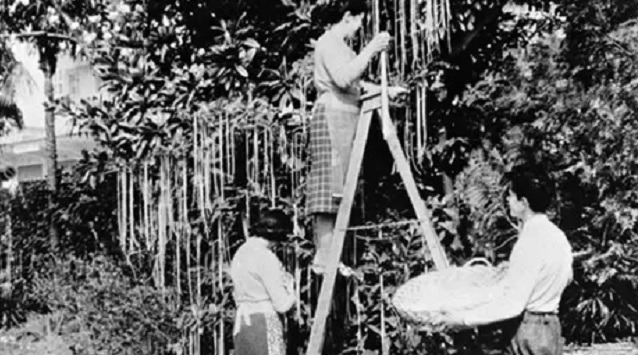 Quando i “pesci d’aprile” erano una cosa seria: nel 1966 la BBC  spopolò con l’ “albero degli spaghetti”